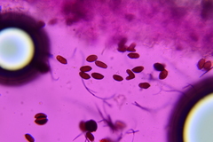 Psathyrella debilis