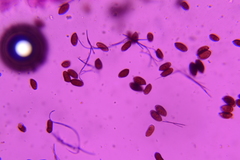 Psathyrella debilis