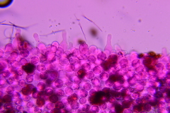 Psathyrella debilis
