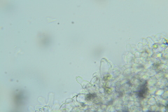 Psathyrella debilis