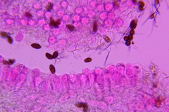 Psathyrella debilis