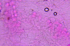Psathyrella debilis