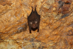 Rhinolophus celebensis