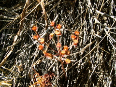 Euphorbia dimorphocaulon