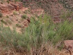 Brickellia longifolia