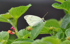 Pieris rapae