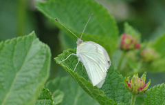 Pieris rapae