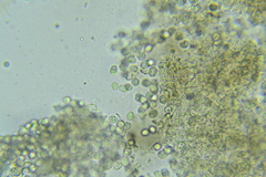 Xenasma praeteritum