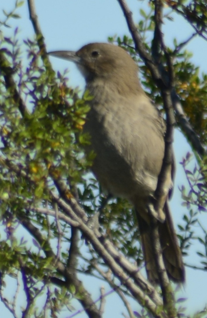White-throated Cacholote (Pseudoseisura gutturalis), photo 5