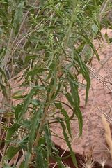 Brickellia longifolia