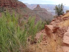 Brickellia longifolia
