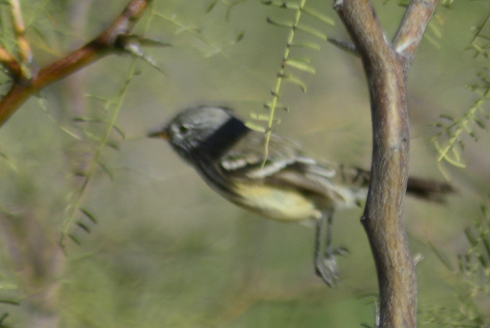 Yellow-billed Tit-Tyrant (Anairetes flavirostris), photo 6