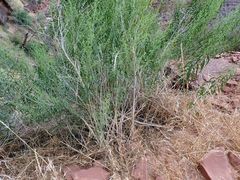 Brickellia longifolia