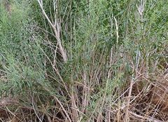 Brickellia longifolia