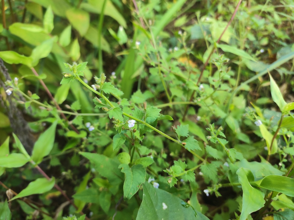 Vandellia elata (Vandellia elata)