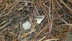 Helvella griseoalba