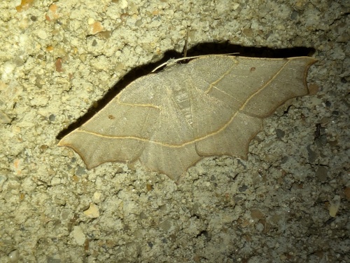 Pale Metanema Moth photo 5