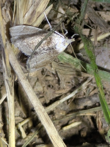 Mantled Lipocosma photo 4