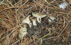 Helvella griseoalba