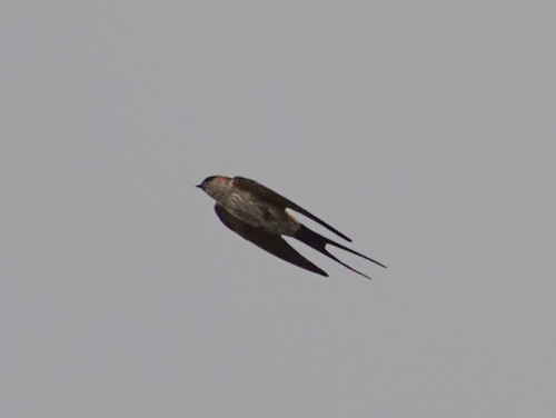 Eastern Red-rumped Swallow