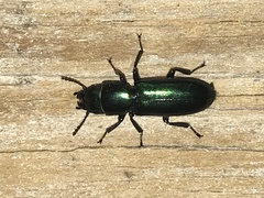 Temnoscheila virescens