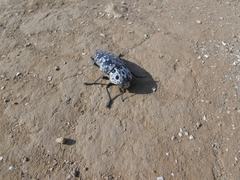 Capnodis cariosa