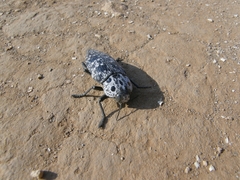 Capnodis cariosa