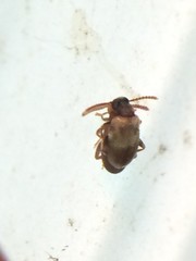Aderus brunnipennis