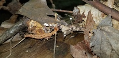 Marasmiellus praeacutus