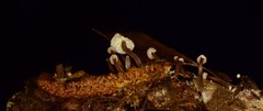 Marasmiellus praeacutus