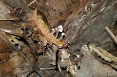 Marasmiellus praeacutus