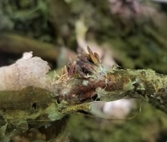 Marasmiellus praeacutus