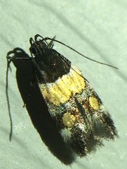 Triclonella determinatella