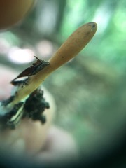 Trichoderma alutaceum