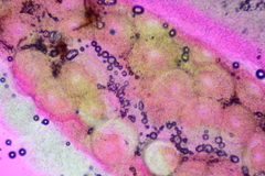 Trichoderma alutaceum