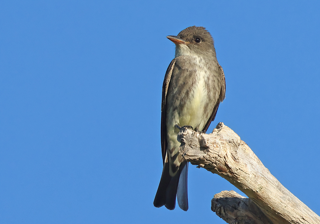 Olive-sided Flycatcher photo