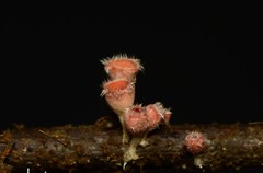 Microstoma floccosum