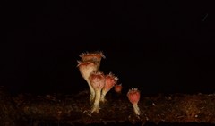 Microstoma floccosum