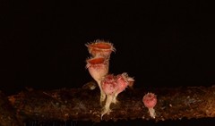 Microstoma floccosum