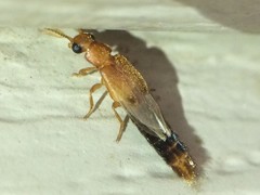 Distremocephalus texanus