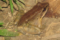 Limnonectes woodworthi