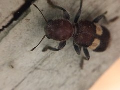 Enoclerus quadrisignatus