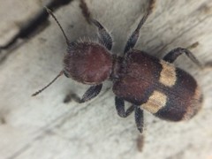 Enoclerus quadrisignatus