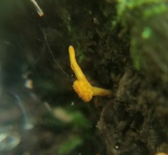 Ophiocordyceps variabilis