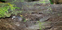 Ophiocordyceps variabilis