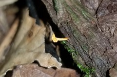 Ophiocordyceps variabilis