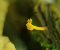 Ophiocordyceps variabilis
