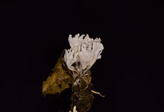 Xylaria mali