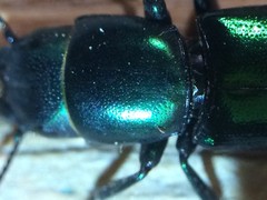 Temnoscheila virescens