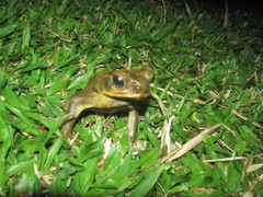 Rhinella marina